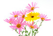 Beautiful pink and yellow flowers