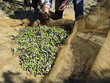 Raccolta olive