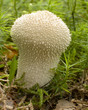 mushroom
