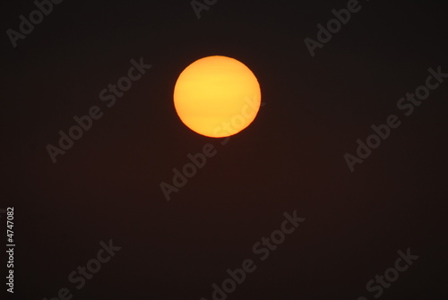 sole sole