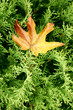 Photo: Autumn leaves Autumn leaves