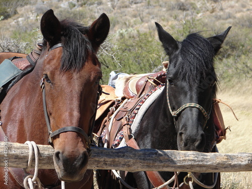 Foto: horses horses