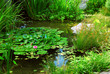 Pond landscaping