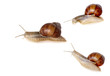 garden snails