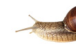 garden snail