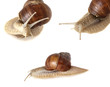 garden snails