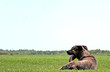 Dog lies on the field of green grass