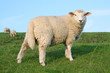 Deichschaf