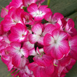 impatiens walleriana