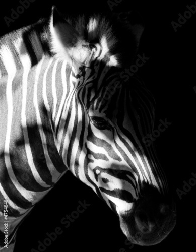 Zebra Zebra