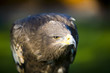Greifvögel 