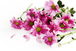 bench of flower