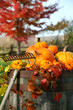 Rake and pumpkins laying on wine barrel Rake and pumpkins laying on wine barrel