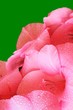 beautiful pink gladiolus