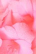 pink gladiolus