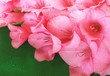 pink gladiolus
