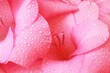 gladiolus close-up