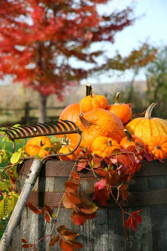 Rake and pumpkins laying on wine barrel