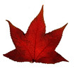 autumn leaf autumn leaf