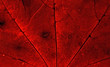 red leaf detail