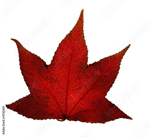 Photo: autumn leaf autumn leaf