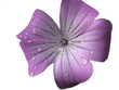 belle mauve
