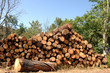 Cut trunks stacked in forest