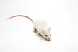 Photo: White lab mice isolated White lab mice isolated