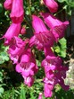 Pink Penstemon Pink Penstemon