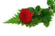 Red rose