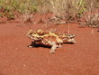 Rettile australiano detto 
