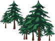 Forêt de sapin 