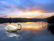 Swan Lake