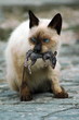 Cat and mouse Cat and mouse