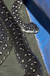 Diamond Python