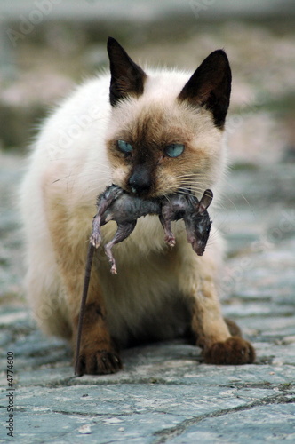 Cat and mouse