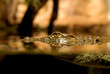 Crocodile