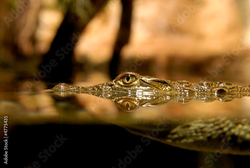 Crocodile