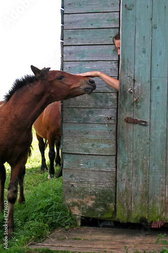 Foto: Foal Foal