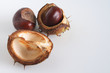 conkers