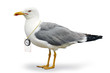 Venturesome seagull