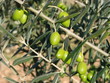 Olives