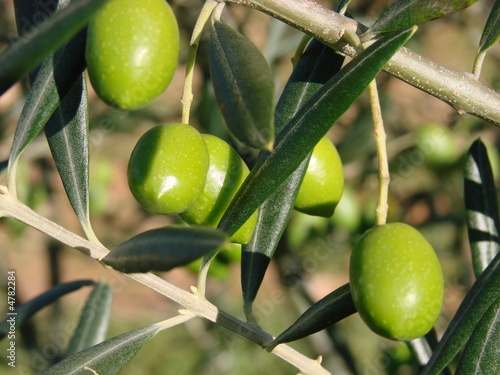 Photo: Olives Olives