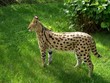 grünerserval