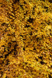 Photo: Ivy yellow background Ivy yellow background