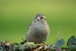 Sparrow