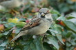 Sparrow