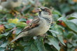Sparrow