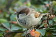 Sparrow