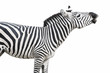 Zebra singing isolated over white background